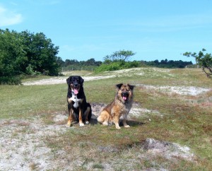 Wickie und Prinz
