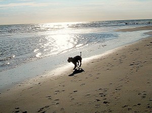"Willy" Airedale-Terrier am Strand