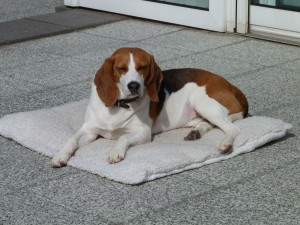 Yoda Beagle-Rüde beim Sonnenbaden