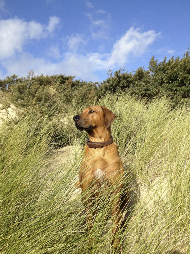 Unsere „Urlaubshunde“ StrandurlaubmithundinZeeland.de