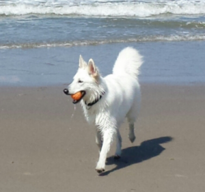 Luna weiße Schäferhündin am Strand